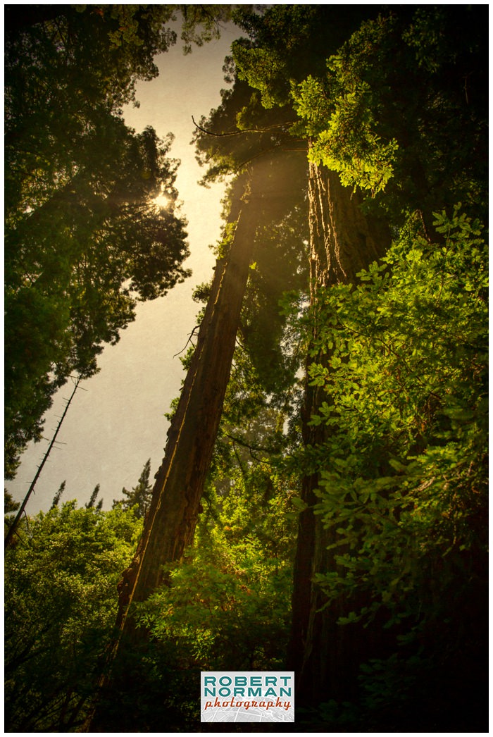 muir-woods-photographs-california-ca-san-francisco