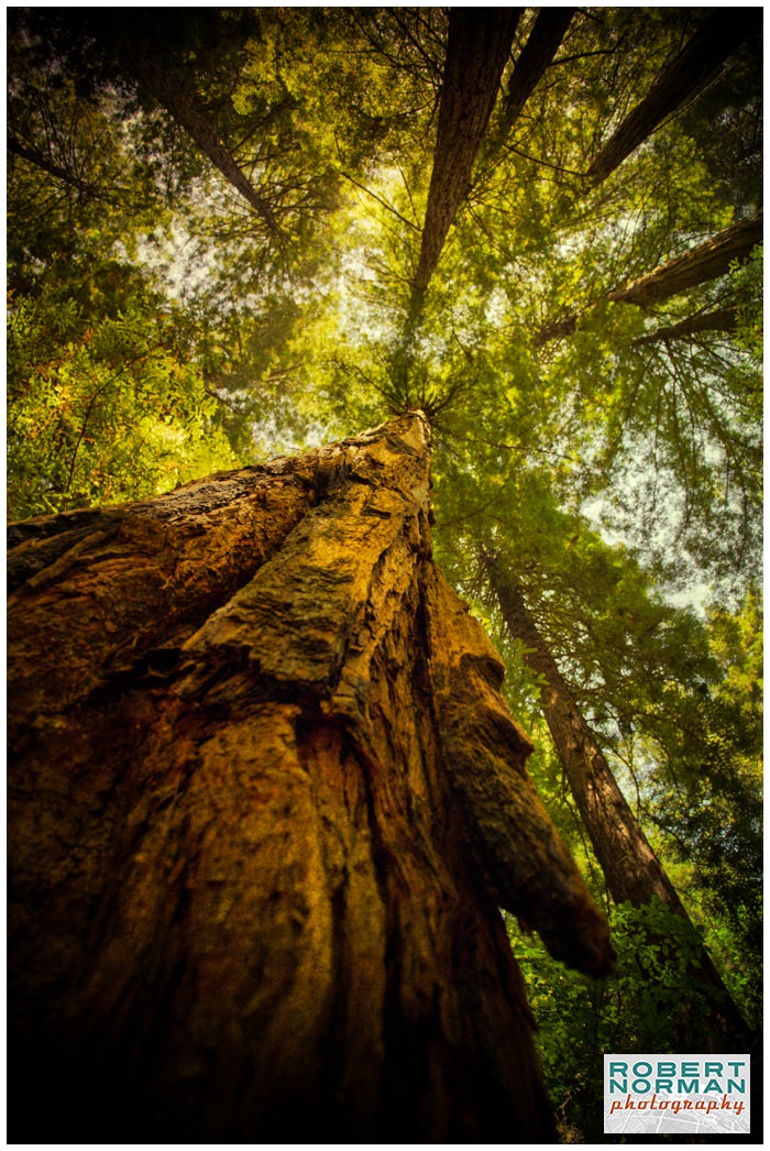 muir-woods-photographs-california-ca-san-francisco